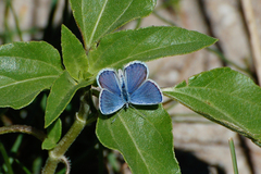 Plebejus melissa
