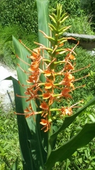 Hedychium coccineum