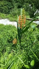Hedychium coccineum