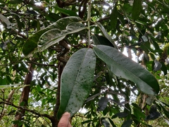 Garcinia pushpangadaniana