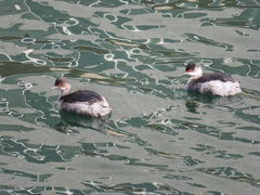 Podiceps nigricollis