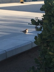 Passer domesticus