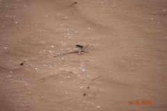 Phrynocephalus guttatus