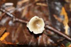 Mycena clavicularis