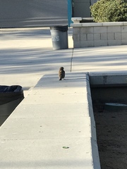 Passer domesticus