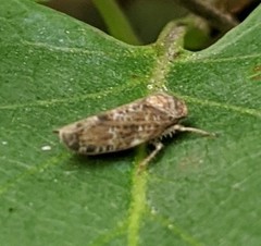 Allygidius atomarius