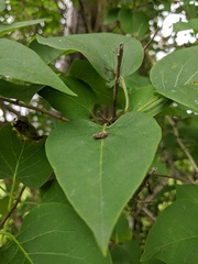 Allygidius atomarius