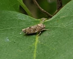 Allygidius atomarius