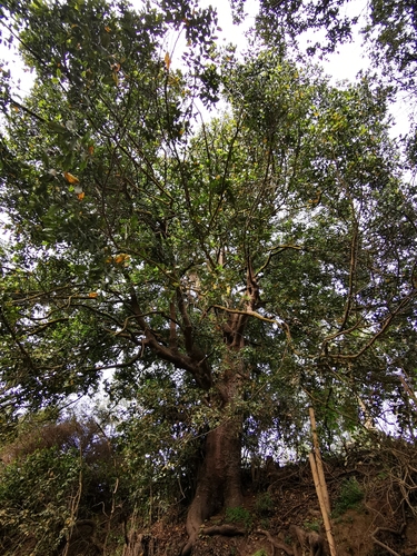 Image of Beilschmiedia miersii by (c) Aira Francisca Faúndez Fallau, some rights reserved (CC BY)