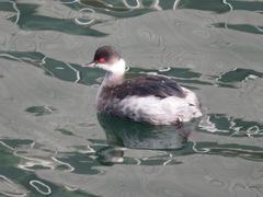 Podiceps nigricollis