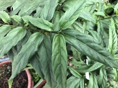 Clinacanthus nutans