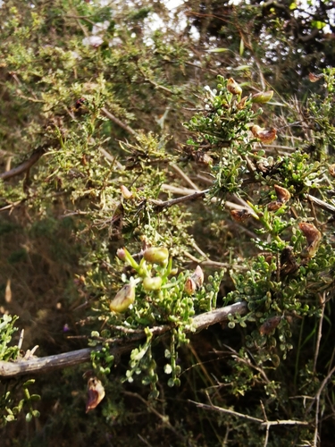 Image of Adesmia microphylla by (c) Aira Francisca Faúndez Fallau, some rights reserved (CC BY)