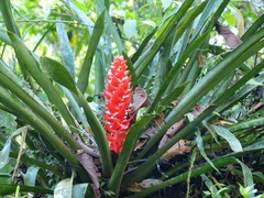 Aechmea hoppii