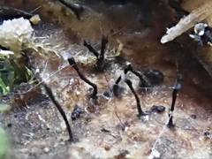 Morrisographium ulmi