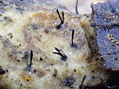 Morrisographium ulmi