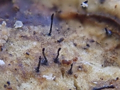 Morrisographium ulmi