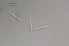 Morrisographium ulmi