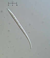 Morrisographium ulmi