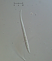 Morrisographium ulmi