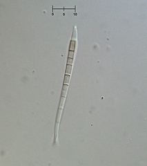 Morrisographium ulmi