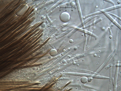 Morrisographium ulmi