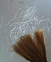 Morrisographium ulmi