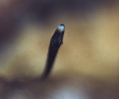 Morrisographium ulmi