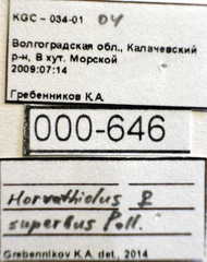 Horvathiolus superbus