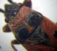 Horvathiolus superbus