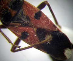 Horvathiolus superbus