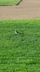 Charadrius vociferus