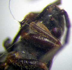 Horvathiolus superbus