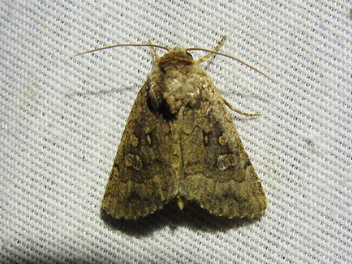 Protorthodes texana photo 3