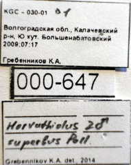 Horvathiolus superbus