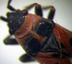 Horvathiolus superbus