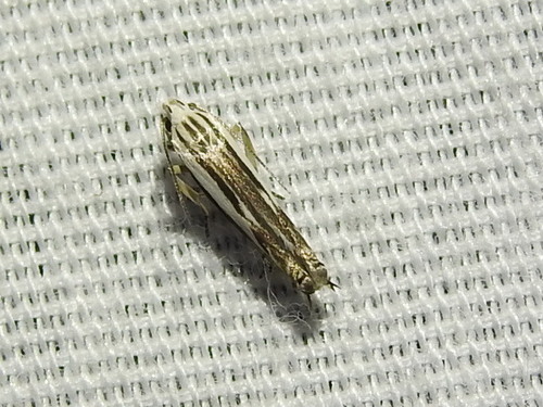 Polyhymno acaciella photo 4