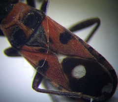 Horvathiolus superbus