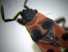 Horvathiolus superbus