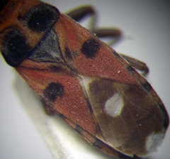 Horvathiolus superbus