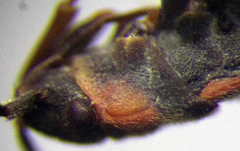 Horvathiolus superbus