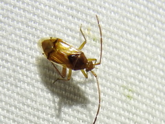 Eustictus