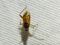 Eustictus