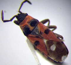 Horvathiolus superbus