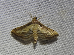 Marasmia cochrusalis