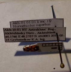 Horvathiolus superbus