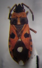 Horvathiolus superbus