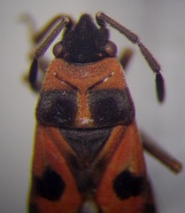 Horvathiolus superbus