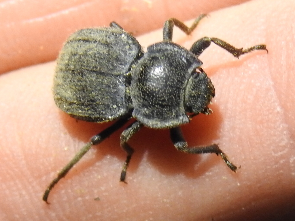 Stenomorpha horrida