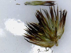 Juncus bolanderi