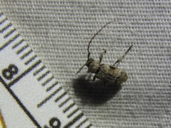 Sternidius mimeticus